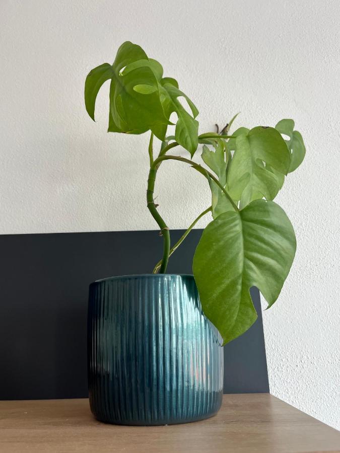 شقة Monstera I كولين المظهر الخارجي الصورة